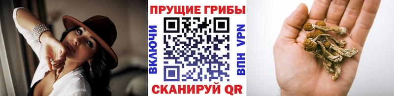 купить Якутск blacksprut как зайти Галлюциногенные грибы мицелий